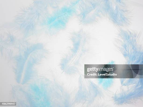 background of blue feathers - feather stockfoto's en -beelden