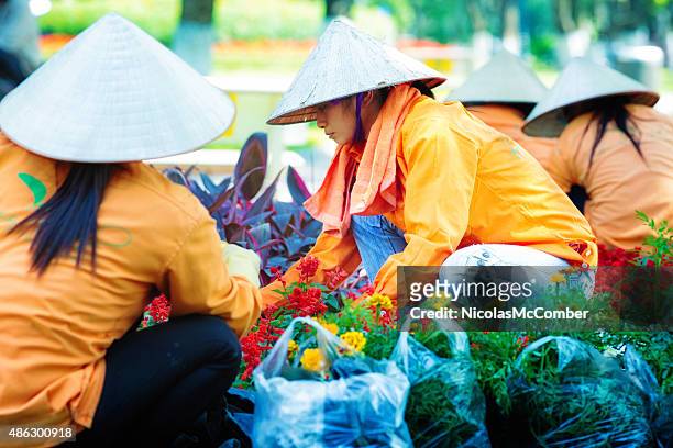group of vietnamese women planting marigolds in hanoi vietnam - hot vietnamese women stock pictures, royalty-free photos & images