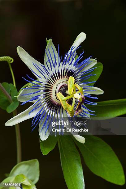 passion flower (passiflora) with striking flowers - passion flower stock pictures, royalty-free photos & images