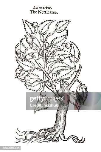 Nte Tree Nettle Tree Isolated On White 17 Century Botanical Illustration High ...