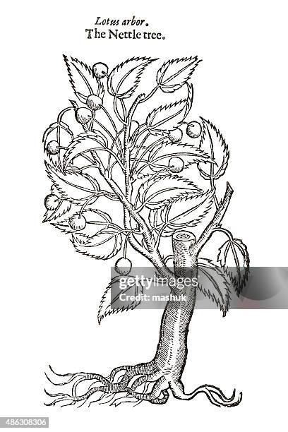 nettle tree isolated on white 17 century botanical illustration - thistle isolated stock illustrations