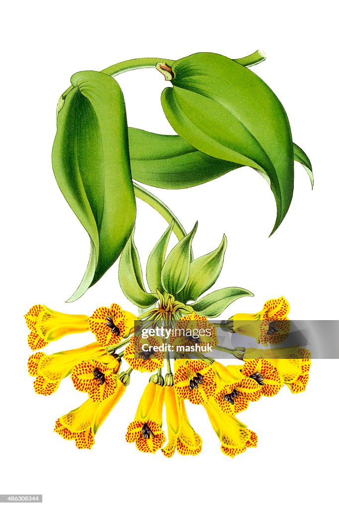 Lily of the Incas Astromeria 19th century illustration