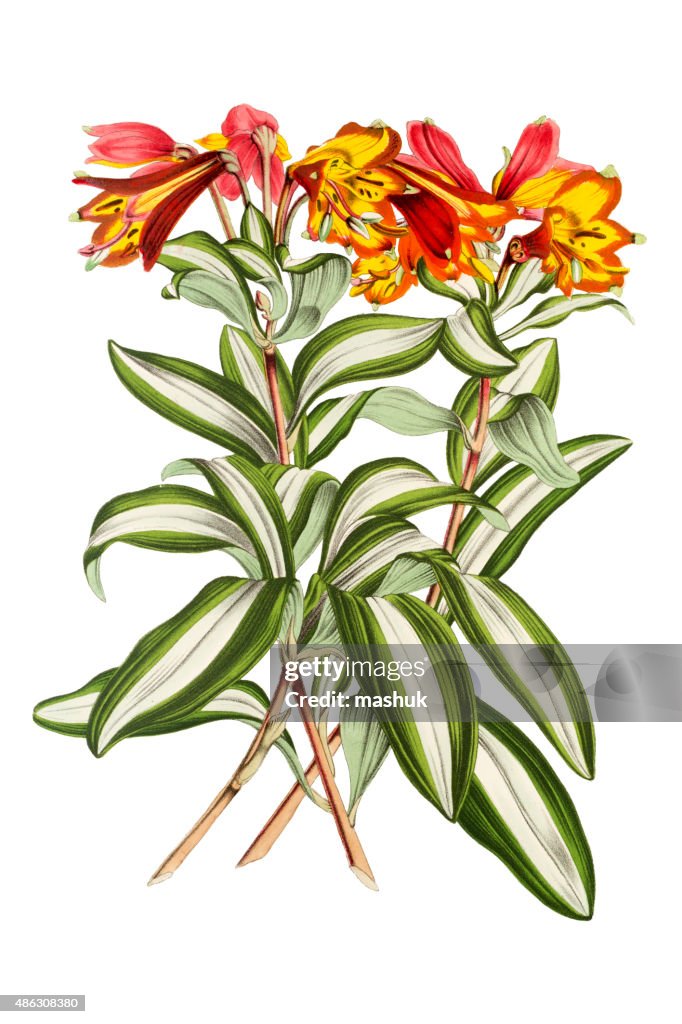 Lily flower on white 19th century illustration