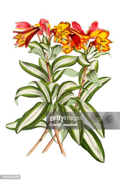 lily flower on white 19th century illustration - alstroemeria stock illustrations