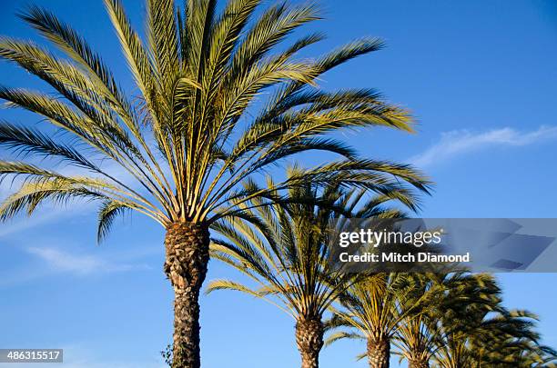 palm tree row - anaheim - california ストックフォトと画像