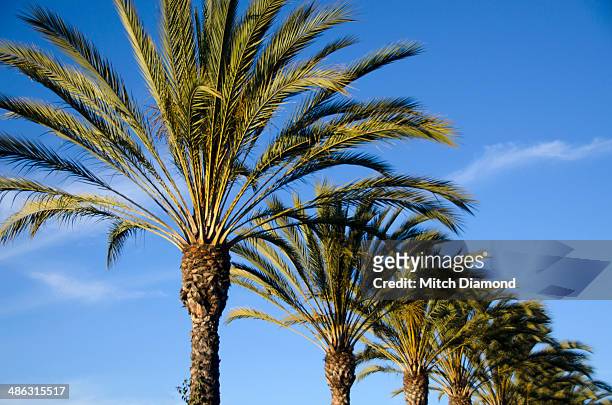 palm tree row - anaheim californië stockfoto's en -beelden