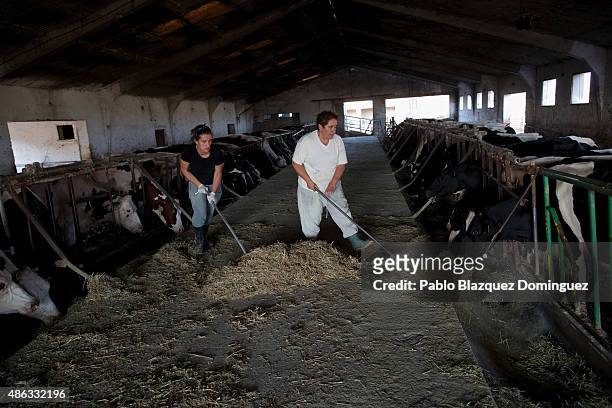 Dairy farmers Marta Escudero and Isabel Asensio push cattle feed for cows at Santa Maria de la Vega farm on September 1, 2015 in Toro, near Zamora,...