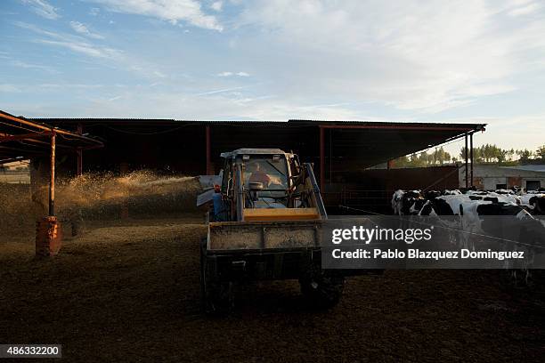 Dairy farmer Angel Vicente operates a tractor as he spreads straw for cattle bed at a farm on September 1, 2015 in Fuentespreadas, near Zamora, in...