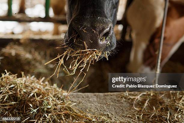 Dairy cow eats cattle feed at Santa Maria de la Vega farm on August 31, 2015 in Toro, near Zamora, in Spain. Many farmers are losing money from the...