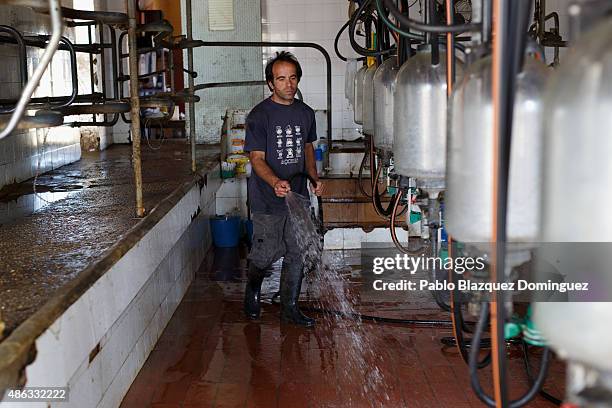 Dairy farmer David Vicente cleans the milking room after milking his cattle at a farm on September 1, 2015 in Fuentespreadas, near Zamora, in Spain....