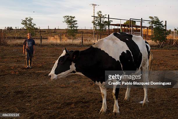 Dairy farmer David Vicente gathers his cows for milking at his farm in the early morning on September 1, 2015 in Fuentespreadas, near Zamora, in...