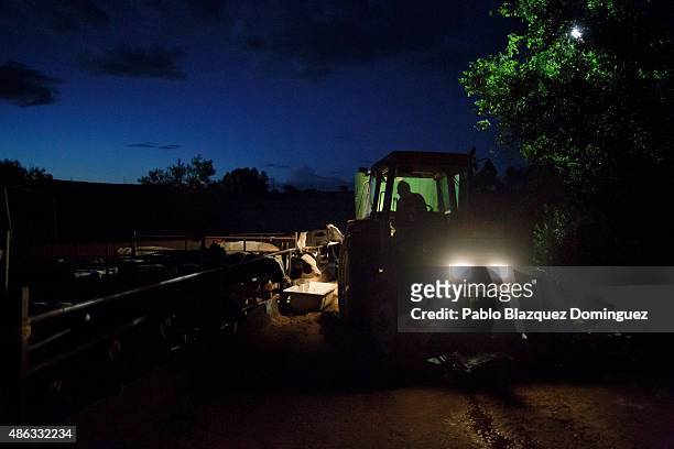 Dairy farmer Angel Vicente operates a tractor as he lays out cattle feed for dairy cows during nightfall at a farm on August 31, 2015 in...