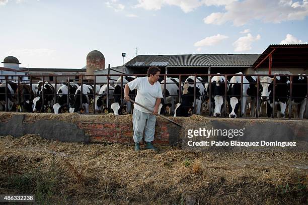 Dairy farmer Isabel Asensio feeds cows at Santa Maria de la Vega farm on September 1, 2015 in Toro, near Zamora, in Spain. Many farmers are losing...
