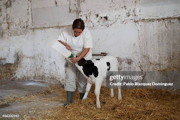Dairy farmer Isabel Asensio feeds a new born calf at Santa Maria de la Vega farm on September 1, 2015 in Toro, near Zamora, in Spain. Many farmers...