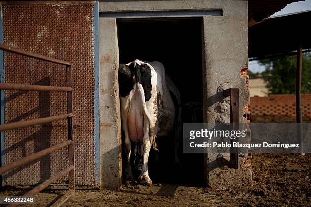 Cow is being milked inside the milking room at a farm on September 1, 2015 in Fuentespreadas, near Zamora, in Spain. Many farmers are losing money...