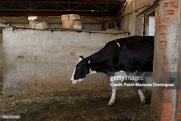 Cow leaves the milking room at a farm on September 1, 2015 in Fuentespreadas, near Zamora, in Spain. Many farmers are losing money from the...