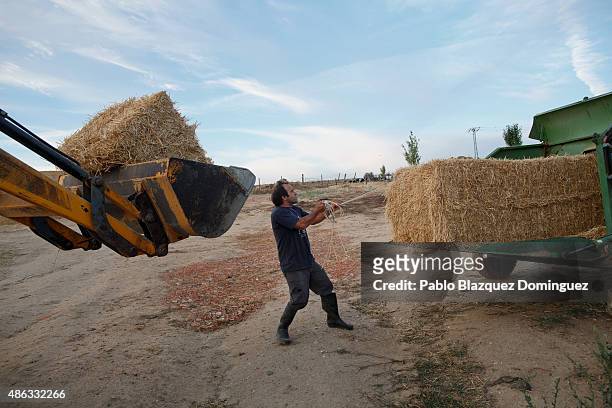 Dairy farmer David Vicente prepares bales of straw on a tractor to make cattle bed at a farm on September 1, 2015 in Fuentespreadas, near Zamora, in...