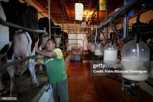 Employee Alberto cleans the udder of a dairy cow before milking it at a farm on August 31, 2015 in Fuentespreadas, near Zamora, in Spain. Many...