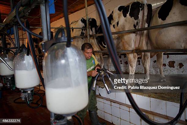 Employee Alberto milks dairy cows at a farm on August 31, 2015 in Fuentespreadas, near Zamora, in Spain. Many farmers are losing money from the...