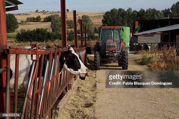 Dairy farmer Angel Vicente operates a tractor as he lays out feed for his cattle at a farm on September 1, 2015 in Fuentespreadas, near Zamora, in...