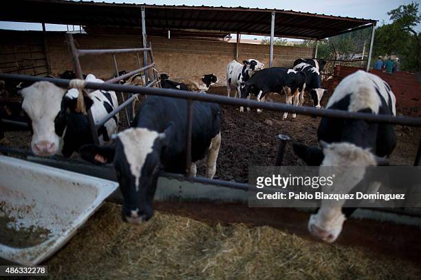 Calves eat cattle feed at a farm on September 1, 2015 in Fuentespreadas, near Zamora, in Spain. Many farmers are losing money from the production of...