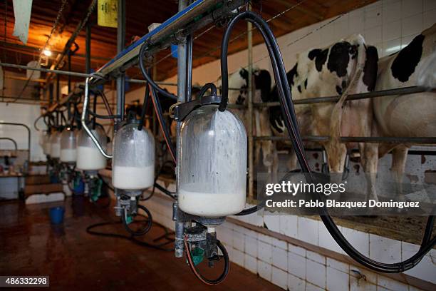 Dairy cows are being milked at a farm on August 31, 2015 in Fuentespreadas, near Zamora, in Spain. Many farmers are losing money from the production...