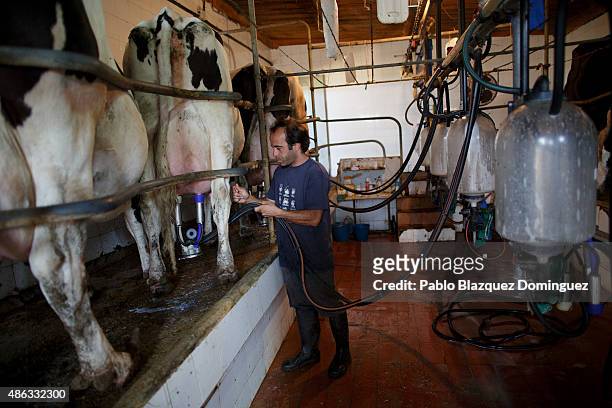 Dairy farmer David Vicente milks cows at his farm on September 1, 2015 in Fuentespreadas, near Zamora, in Spain. Many farmers are losing money from...