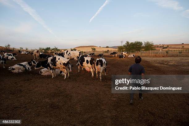 Dairy farmer David Vicente gathers his cows for milking at his farm in the early morning on September 1, 2015 in Fuentespreadas, near Zamora, in...