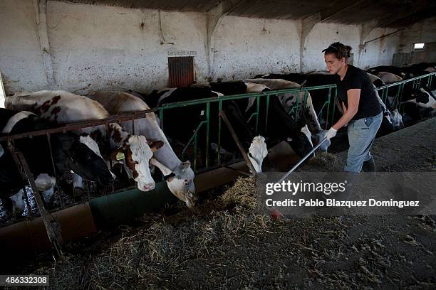 Dairy farmer Marta Escudero pushes cattle feed for cows at Santa Maria de la Vega farm on September 1, 2015 in Toro, near Zamora, in Spain. Many...