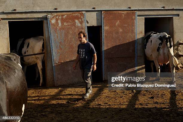 Dairy farmer David Vicente gathers his cows for milking at his farm in the early morning on September 1, 2015 in Fuentespreadas, near Zamora, in...