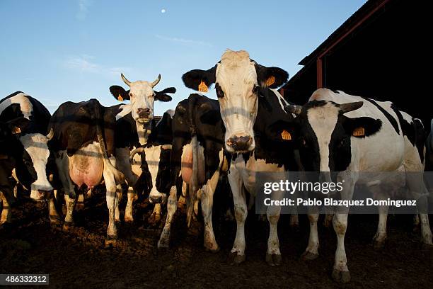 Dairy cows stand together before they are milked at a farm on September 1, 2015 in Fuentespreadas, near Zamora, in Spain. Many farmers are losing...