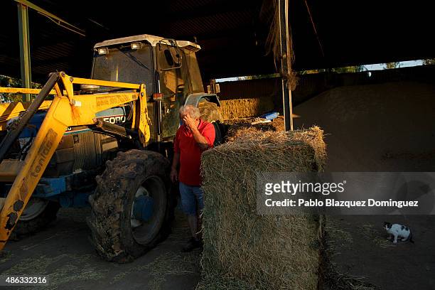 Dairy farmer Angel Vicente reacts to a flat tyre of his tractor as he needs to feed the dairy cattle at his farm on August 31, 2015 in...