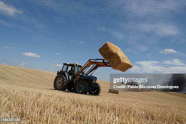 Dairy farmer David Vicente operates a tractor to collect straw bales from a harvested field on September 1, 2015 in Fuentespreadas, near Zamora, in...