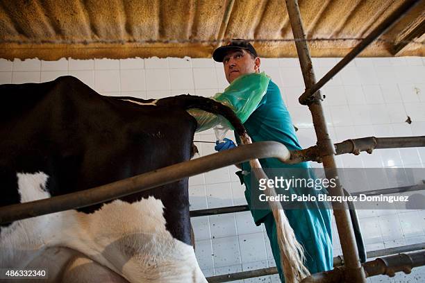 Vet Manuel Morales makes an insamination to a cow in a farm on September 1, 2015 in Fuentespreadas, near Zamora, in Spain. Many farmers are losing...