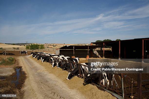 Cows eat cattle feed at a farm on September 1, 2015 in Fuentespreadas, near Zamora, in Spain. Many farmers are losing money from the production of...