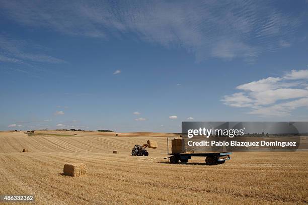 Dairy farmer David Vicente operates a tractor to collect straw bales from a harvested field on September 1, 2015 in Fuentespreadas, near Zamora, in...