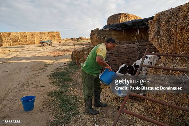 Employee Alberto feeds a calf at a farm on August 31, 2015 in Fuentespreadas, near Zamora, in Spain. Many farmers are losing money from the...