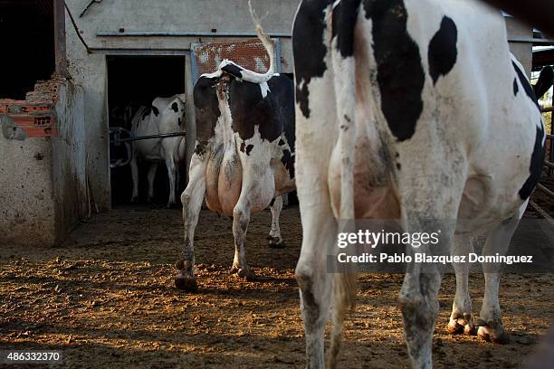 Dairy cows stand before they enter a milking room in a farm on August 31, 2015 in Fuentespreadas, near Zamora, in Spain. Many farmers are losing...