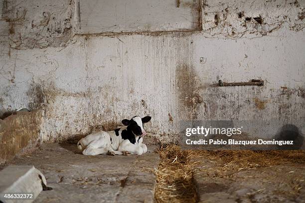 New born calf lays on the ground at Santa Maria de la Vega farm on September 1, 2015 in Toro, near Zamora, in Spain. Many farmers are losing money...