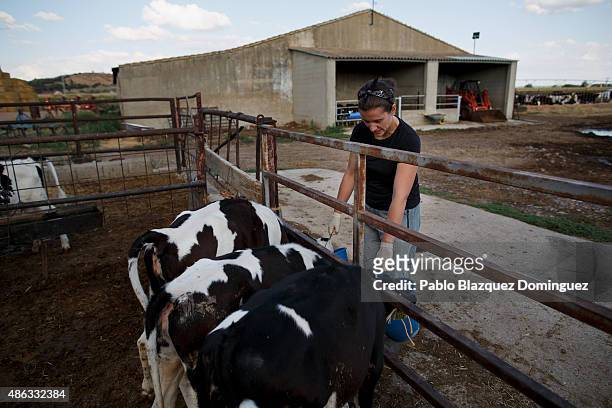 Dairy farmer Marta Escudero feeds calves at Santa Maria de la Vega farm on September 1, 2015 in Toro, near Zamora, in Spain. Many farmers are losing...