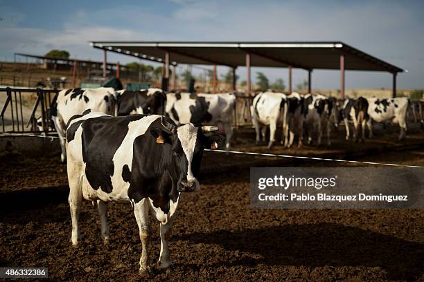 Dairy cow waits to be milked as others eat cattle feed at a farm on September 1, 2015 in Fuentespreadas, near Zamora, in Spain. Many farmers are...