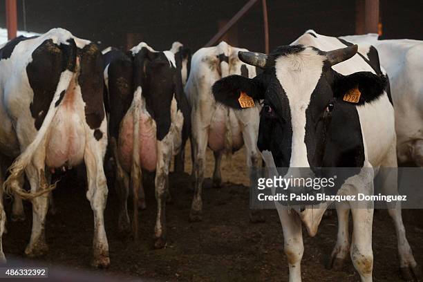 Dairy cows stand together before they are milked at a farm on September 1, 2015 in Fuentespreadas, near Zamora, in Spain. Many farmers are losing...