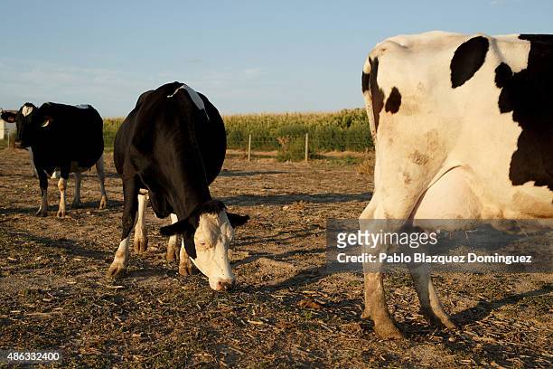 Cows graze at a field of Santa Maria de la Vega farm on September 1, 2015 in Toro, near Zamora, in Spain. Many farmers are losing money from the...