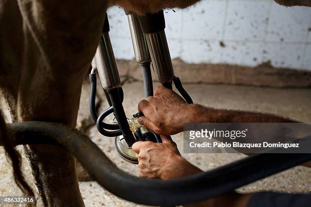 Dairy farmer David Vicente milks cows at his farm on August 31, 2015 in Fuentespreadas, near Zamora, in Spain. Many farmers are losing money from the...