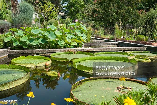 giant waterlily pads in botanical garden - padua fotografías e imágenes de stock