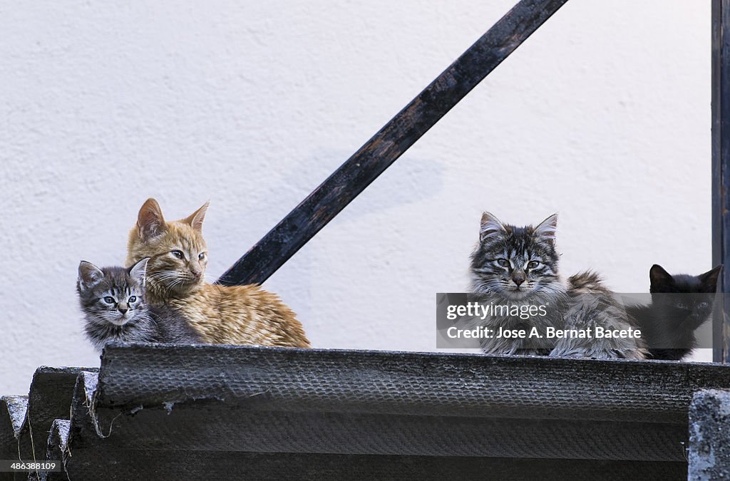 Four cats on a roof of zinc