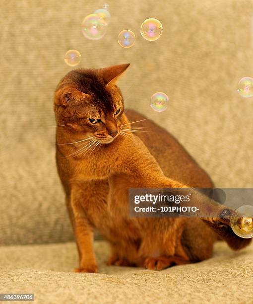 Cat and soap bubbles