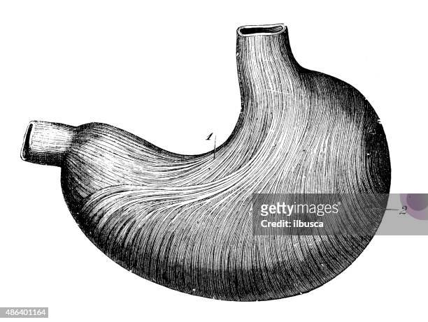 stockillustraties, clipart, cartoons en iconen met antique medical scientific illustration high-resolution: stomach - human liver illustration