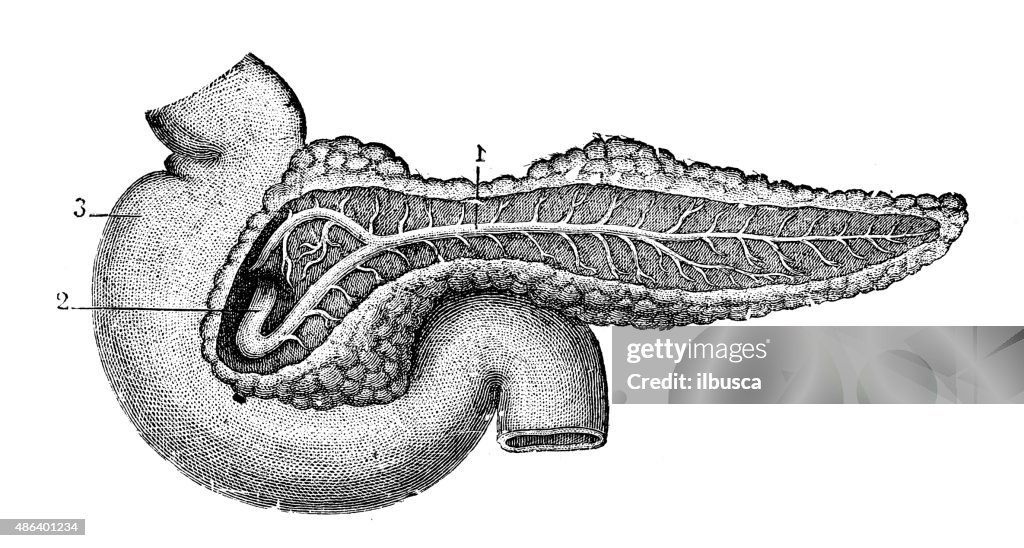 Antique medical scientific illustration high-resolution: pancreas