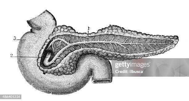 antique medical scientific illustration high-resolution: pancreas - human pancreas stock illustrations